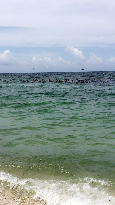 Casperson Beach Florida #nofilter pelicans on the water Florida Trips, Florida Travel, Florida Beaches, Beach Florida, Bucket List, Florida, Water