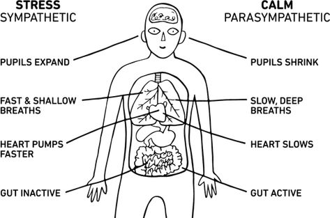 I can’t get my head around it – djnikkihayes Sympathetic Vs Parasympathetic, Nyc Pilates, Counselling Resources, Freeze Response, Nervous System Anatomy, Flight Response, Enteric Nervous System, What Is Mindfulness, Practicing Mindfulness