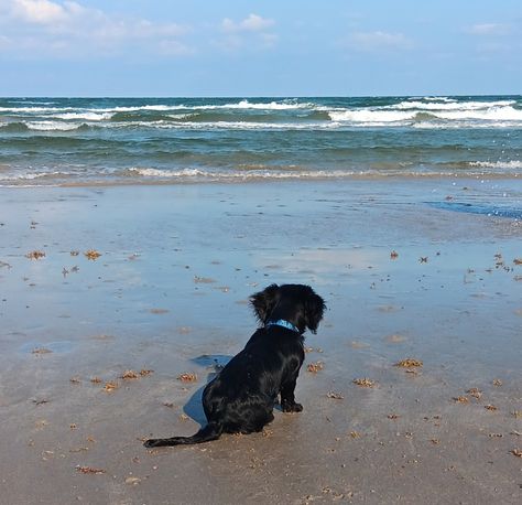 Black And White Dachshund, White Dachshund, Beach Walk, Needle Felting, Dachshund, The Ocean, Vision Board, The Beach, Marvel