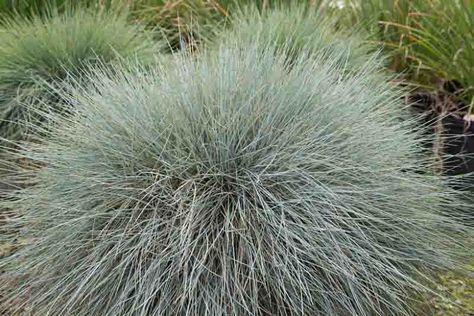 Festuca glauca 'Beyond Blue' (Blue Fescue) Festuca Glauca, Garden Tools Design, Blue Fescue, Types Of Blue, Blue Foliage, Beyond Blue, Ornamental Grass, Alpine Plants, Mediterranean Garden