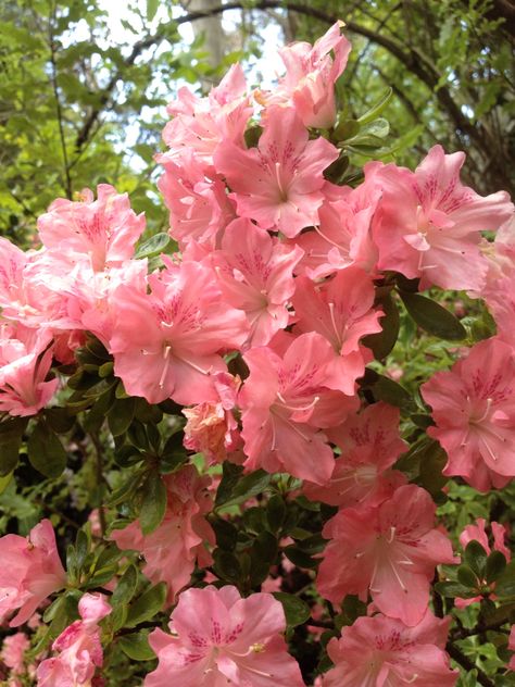 Amazing Azalias flowering for Spring at my mother's home J❤️M Azela Flowers, Azealia Flower, Azelea Aesthetic Flower, Azalea Aesthetic, Azalea Name, Azalea Aesthetic Flower, Azalea Botanical Illustration, Gardens Ideas, Mom Tattoo