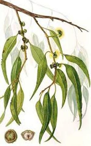 Eucalyptus Leaf Wild 1 oz. Australian Flowers, Australian Native Flowers, Australian Plants, Australian Flora, Botanical Painting, Eucalyptus Leaves, Botanical Drawings, Botanical Illustration, Botanical Art