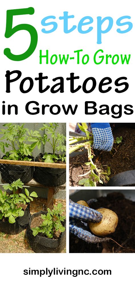 How to Grow Potatoes in Bags, Containers and Small Spaces Grow Bag Potatoes, Harvesting Potatoes In Containers, Potato Growing Bags, Planting Potatoes In Grow Bags, Potato Grow Bag, How To Plant Potatoes In Grow Bags, Growing Potatoes In Grow Bags, How To Grow Potatoes In A Bag, Planting Potatoes In Bags