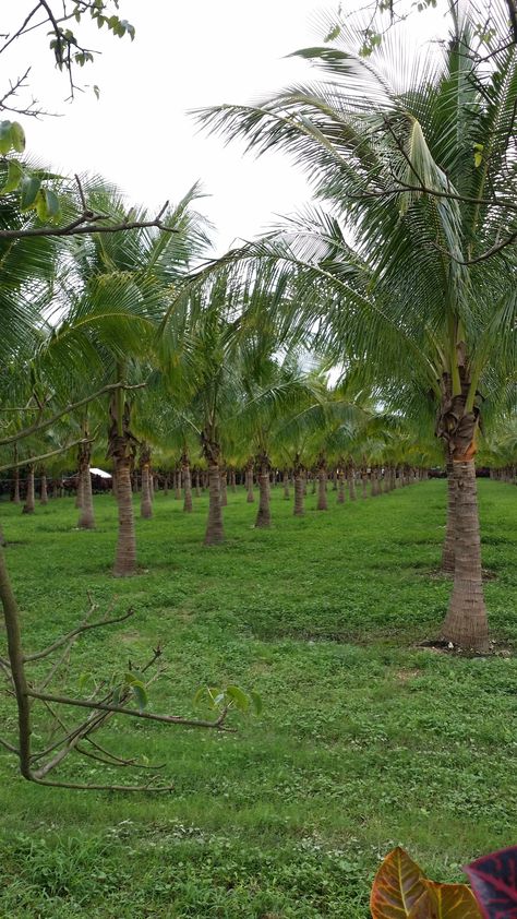 Coconut Farm, Tropical Backyard Landscaping, Florida Trees, Dates Tree, Gardening Design Diy, Farm Pictures, Backyard Garden Layout, Farm Gate, Tropical Backyard