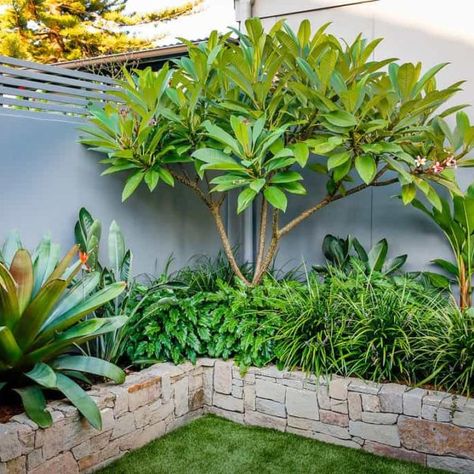 Plumeria Landscaping, Plumeria Garden Ideas Yards, Plumeria Landscape, Plumeria Tree Landscape, Layered Planting, Layering Plants, Resort Garden, Frangipani Tree, Tropical Backyard Landscaping