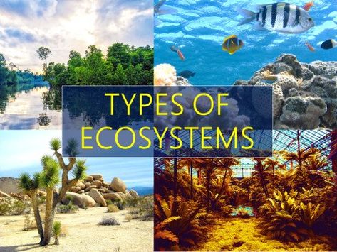 There are 3 different types of ecosystems: natural ecosystem, man-made ecosystem, and microecosystem. This article describes the characteristics of an ecosystem, subcategories for each type of ecosystem and examples with illustrations. Types Of Ecosystems, Mountain Ecosystem, Ecosystems Projects, Biology College, Trophic Level, Desert Ecosystem, Chemical Energy, Forest Ecosystem, Mangrove Forest