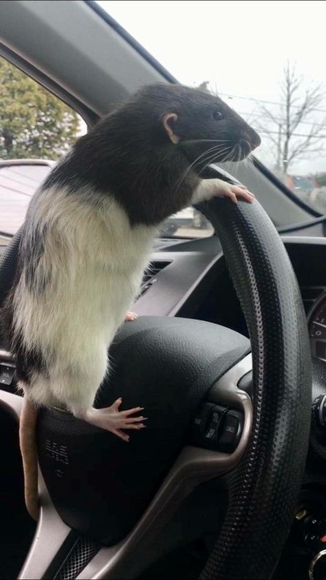 Cursed Rats Images, Rat Funny Pics, Cute Pet Rats, Rat Aesthetic, Rattus Rattus, Dumbo Rat, Baby Rats, Funny Rats, Cute Rats