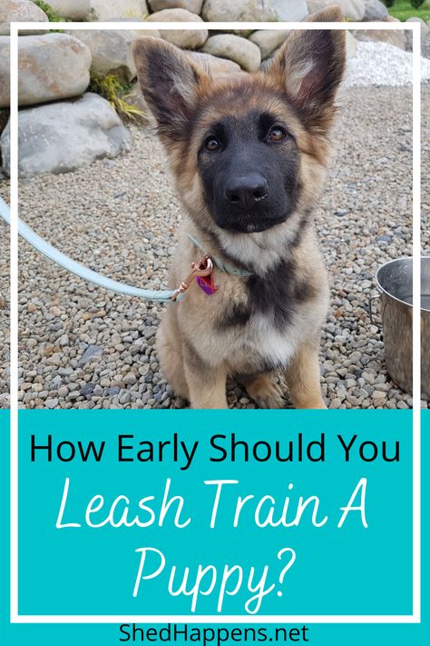 If you have recently adopted a new puppy, congratulations! Adding a puppy to your family is an exciting time, but there is also a lot to think about. If you've been wondering how to leash train a puppy, you've come to the right place. In this post, I take a look at how early you should start leash training your puppy including specific puppy training tips and tricks. Training a puppy to walk on leash is easier than you think (if you start early). Check out these tips and tricks to get started! Puppy Tricks, How To Leash Train A Puppy, Leash Training A Dog, Puppy Chewing Tips Training, How To Leash Train A Dog, Lab Puppy Training Tips, How To Start Training Your Puppy, How To Train A Puppy To Walk On A Leash, Bell Training Puppy