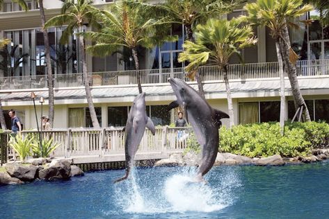 Swim With Dolphin Encounter Oahu, Hawaii | Dolphin Quest Oahu Dolphin Encounter, Swim With Dolphins, Adventure Design, Ocean Water, Care Facility, Hotel Resort, Honolulu Hawaii, Hawaii Vacation, Oahu Hawaii