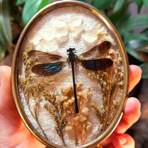 Sweet little dragonfly in a tiny vintage frame. Complete with dried flowers and a velvet backdrop. #insecttaxidermy #insectart #dragonfly #cottagecore #witchyvibes #driedflowerart #vintagestyle #vintageframes #entomologyart #dragonflyart Dragonfly Taxidermy, Framed Dragonfly, Entomology Decor, Velvet Backdrop, Oddities And Curiosities, Oddities Decor, Entomology Art, Insect Taxidermy, Academia Decor