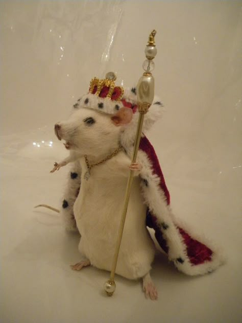 . Mouse Taxidermy, Bloxburg Painting, Rattus Rattus, Funny Rats, Taxidermy Art, Cute Rats, Funny Animal Photos, Silly Cats Pictures, All Are Welcome