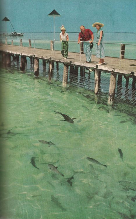 Vintage National Geographic, National Geographic Photography, Salt Water Fishing, Green Pictures, Nat Geo, Green Photo, Picture Collage Wall, Photo Wall Collage, Art Collage Wall