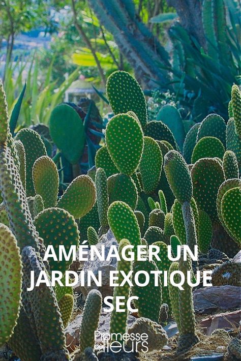 Cactus Plants, Provence, Ibiza, Cactus, Outdoor Decor, Plants