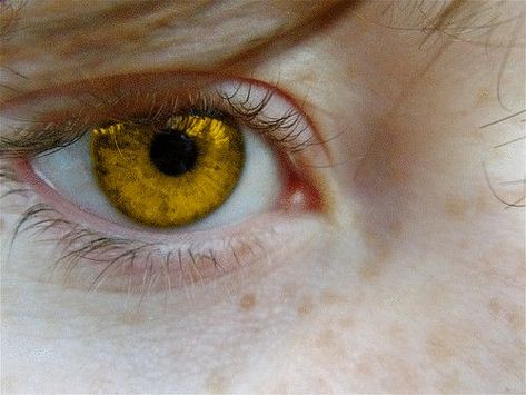 gold eyes freckles // gold eyes // yellow eyes Golden Freckles Aesthetic, Yellow Amber Eyes, Golden Eye Color, Yellow Eyes Aesthetic Male, Golden Amber Eyes Aesthetic, Yellow Eye Aesthetic, Orange Eyes Aesthetic, Golden Eyes Aesthetic, Gold Eyes Aesthetic