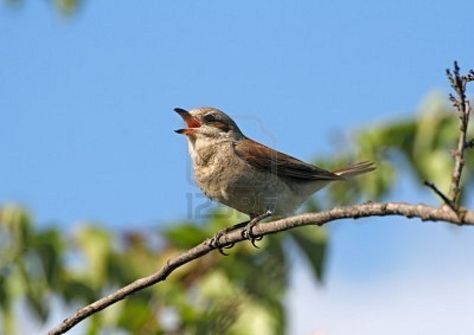 Birds chirping outside my window #MakeTodayBetter Birds Voice, Birds Chirping, Singing Bird, Happy Song, Classroom Inspiration, Favorite Words, Little Birds, Simple Pleasures, Funny Posts