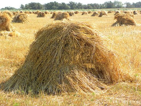 Harvest Gold Districts Of Panem, Fields Of Gold, Harvest Gold, Hay Bales, Wheat Fields, Farms Living, Down On The Farm, Harvest Time, Rural Life