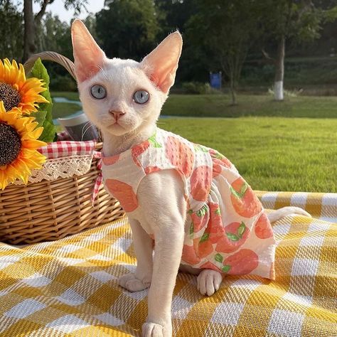 Sphynx Cat Outfit, Hairless Cat Clothes, Sphynx Cat In Clothes, Cat Clothes Aesthetic, Hairless Cat Aesthetic, Sphynx Cat Aesthetic, Yana Core, Orange Cat Breeds, Cat Notes