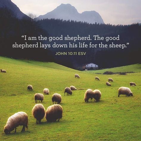 “I am the good shepherd. The good shepherd lays down his life for the sheep.” –John 10:11 ESV John 10 11, I Am The Good Shepherd, Reformed Quotes, Good Shepard, Quotes Faith, Good Shepherd, Biblical Verses, The Good Shepherd, Catholic Quotes