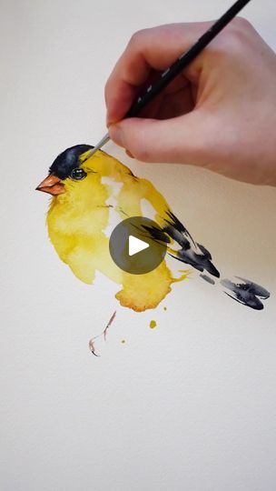 Watercolor American Goldfinch
Original in my shop!
www.paintedwing.com | By Painted WingFacebook Goldfinch Painting, Watercolor Birds Tutorial, Watercolor Videos, Birthday Watercolor, Color Tutorial, Watercolor Pencil Art, American Goldfinch, Bird Watercolor Paintings, Watercolor Birds