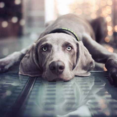 Weimaraners are sleek dogs with unique gray coats that only require occasional brushing. Big Short Haired Dogs, Low Maintenance Pets, Weimaraner Puppies, Gray Dog, Short Haired Dogs, Big Dog Breeds, Weimaraner Dogs, Black Russian, Dog Grooming Business