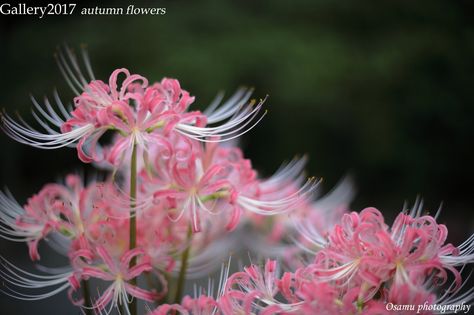 Spider Lillies, Different Types Of Aesthetics, Spider Lilies, Pretty Flowers Pictures, Pink Spider, Lily Wallpaper, Red Spider Lily, Cool Tattoo Drawings, Spider Lily