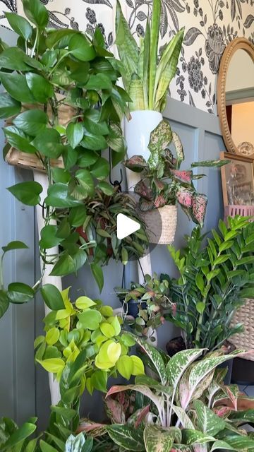 Lorri Zander on Instagram: "It’s a blanket ladder turned plant ladder! An easy way to add plants vertically without making holes in the walls, very renter friendly. What’s your favorite way to display plants? Let me know in the comments!
.
.
.
.
.
.
.
.
.
#houseplants #houseplantclub #houseplantsofinstagram #houseplantlove #houseplantcommunity #houseplantclub #houseplantsmakemehappy #houseplantdiary #houseplantaddict #houseplantlover #houseplanthome #houseplantdesign #plantcare #plantfilledhome #plantdecorideas #plantlover #plantlife #plantmom #plantparenthood #plantsmakepeoplehappy #plantsmakemehappy #plantstyling #plantstyle #plantgang #plantcollection #plantcollector #plantsofinstagram #plantparentcommunity #plantnerd" Too Many Plants, Plant Ladder, Easy Care Houseplants, Balcony Plants, Blanket Ladder, Indoor Jungle, Plant Mom, Plant Collection, Renter Friendly