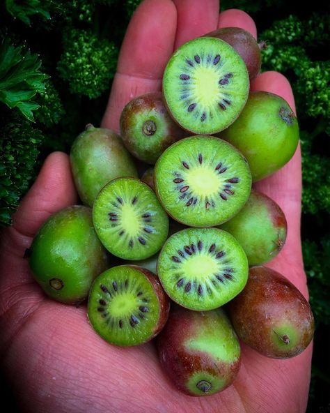 Kiwi Berries Are Basically Bite-Sized Kiwis You Don't Have to Peel Moon Drop Grapes, Fruit Inspiration, Kiwi Berry, Dried Kiwi, Cotton Candy Grapes, Kiwi Berries, Vegetable Benefits, Pineapple Recipes, Wine Photography