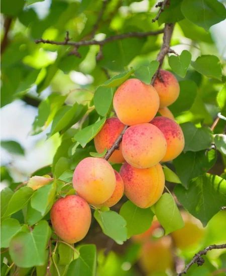 Apricot Trees — Tagged "Growing Zone: 8" — Raintree Nursery Apricot Trees, Prunus Mume, Apricot Tree, Orange Skin, Green Fruit, Peach Trees, Unique Trees, Nectarine, Delicious Fruit