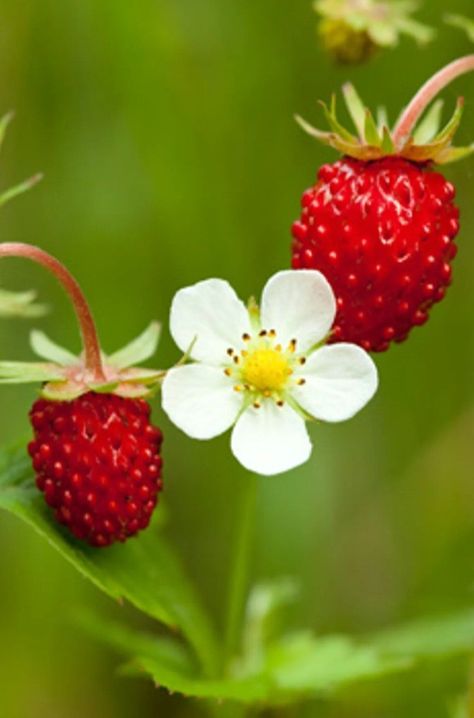 Strawberry Flower, The Meadows, God Almighty, Summer Holiday, Plant Life, Dream Vacations, Strawberries, Art Reference, Holidays