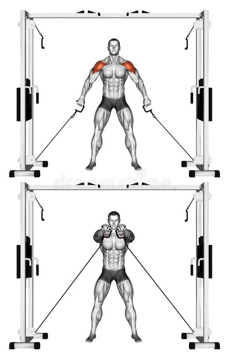 Exercises For Shoulders, Deltoid Exercises, Steps Illustration, Cable Exercises, Deltoid Workout, Weight Training Plan, Shoulder Training, Cable Workout, Shoulder Cable