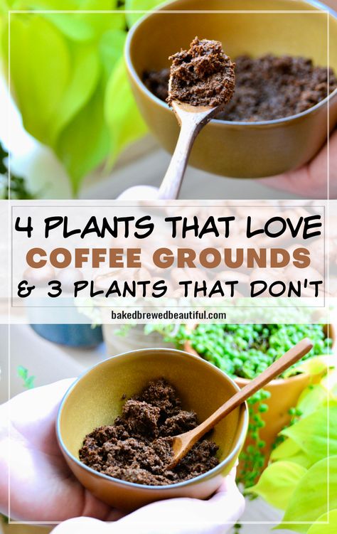 coffee grounds from a bowl being added to house plants How To Save Coffee Grounds For Garden, Uses For Coffee Grounds In The Garden, Adding Coffee Grounds To Soil, Burning Coffee Grounds For Mosquitos, Recycle Coffee Grounds, Using Coffee Grounds In Garden, Coffee For Plants Gardening Tips, Coffee Fertilizer Plants, How To Use Coffee Grounds In Plants