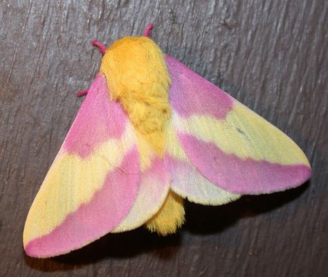 Pink and Yellow Moth Species | Spotting Image 1 Moth Pottery Painting, Rosey Maple Moth Drawing, Rosey Maple Moths, Moth Facts, Pretty Insects, Moth Fairy, Silk Moths, Maple Moth, Pink Moth