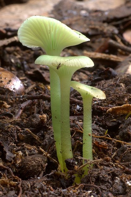 Gliophorus graminicolorThese beautiful green mushrooms, scientifically named Gliophorus graminicolor (Hygrophoraceae), are found in Australia and New Zealand.Syn. Hygrocybe graminicolorReferences: [1]Photo credit: ©Ken J. Beath | Locality: Bola Creek, Royal NP, Australia (2014) Green Mushroom, Yellow Mushroom, Lichen Moss, Mushroom Pictures, Slime Mould, Mushroom Fungi, Wild Mushrooms, Botany, Mother Nature