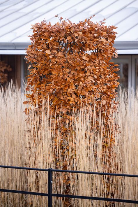 Karl Forester, Limestone Gravel, Architecture Garden Design, Garden In Winter, English Landscape Garden, Modern English Country, Homestead Lifestyle, Contemporary Outdoor Living, Autumn Plants