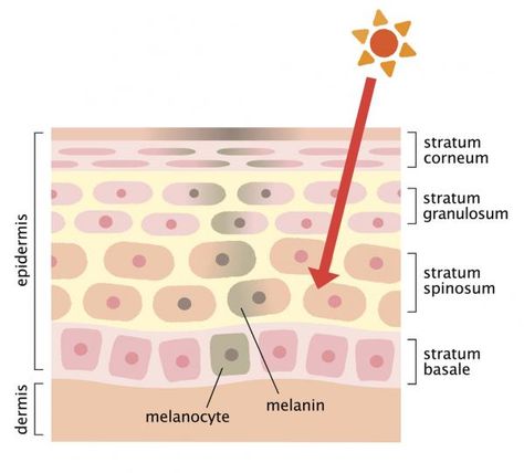 How to Produce Melanin in your Body. Melanin is a natural substance which occurs in the body to create the pigment in our skin, hair and the iris of our eyes. Moreover, it protects the skin from UV rays and when levels rise, our dermis d... Increase Melanin, Body Top, Natural Home Remedies, Natural Home, Top Tips, Uv Rays, Natural Skin, Home Remedies, Skin