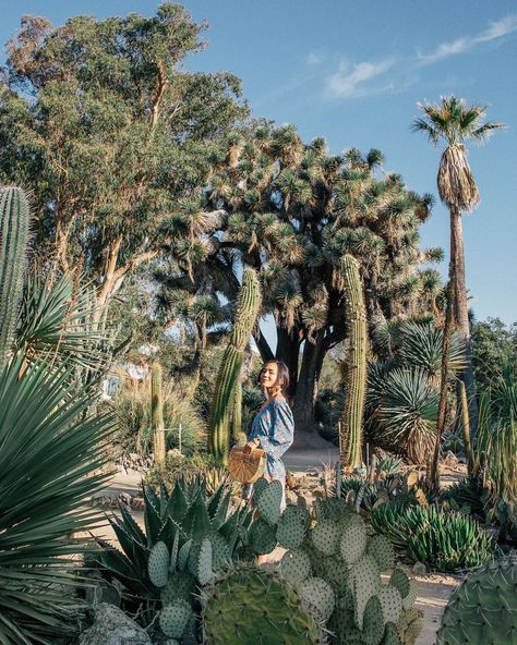 Arizona Cactus Garden on the Stanford Campus in Palo Alto, California. #cactus #botanicalgarden #arizona #california #paloalto Arizona Cactus Garden, Cactus Photoshoot, Stanford Campus, California Travel Guide, Arizona Cactus, California Destinations, Pine Lake, Dutch Windmills, Desert Oasis