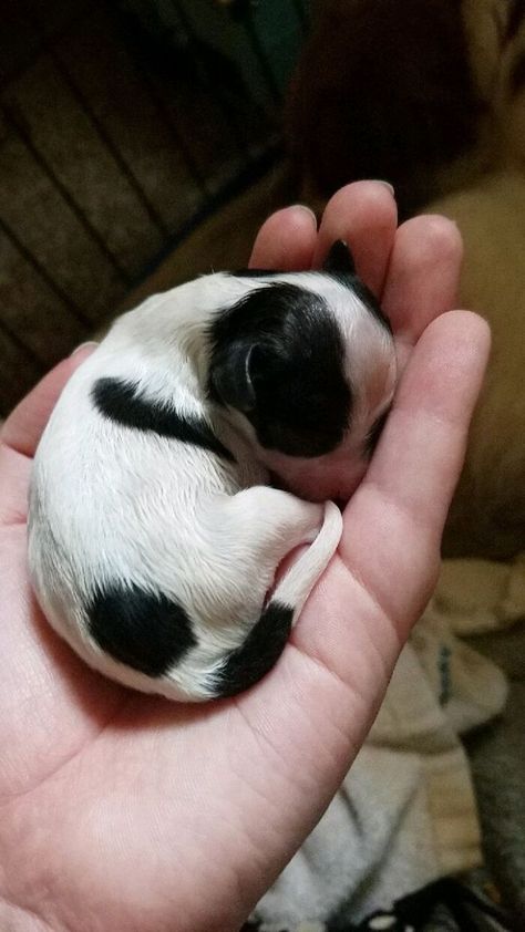 Newborn Puppy Fits In The Palm Of My Hand Baby Flying Squirrel, Baby Warthog, Baby Meerkat, Newborn Elephant, Adorable Baby Animals, Baby Skunks, Baby Gorillas, Baby Sea Turtles, Baby Dolphins