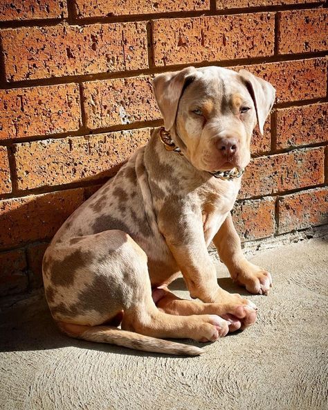 Xl Pitbull Puppies, Lab Pitbull Mix Puppy, Merle Pitbull, Cute Pitbull Puppies, Pitbull Dog Breed, Pit Bull Puppies, Bully Breeds Dogs, Dog Mommy, Cute Dogs Images