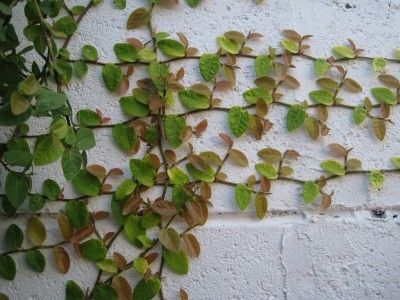 Creeping fig vine, also known as fig ivy, creeping ficus and climbing fig, is a popular ground and wall cover in warmer parts of the country and a lovely houseplant in cooler areas. Creeping fig plant (Ficus pumila) makes a wonderful addition to the home and the garden. If we do a chainlink fence, this might be better than bougainvillea? (Lush green backdrop - without the thorns).