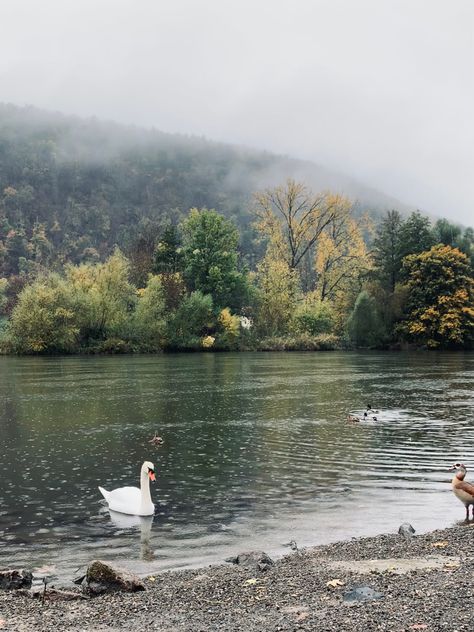 Riverside Aesthetic, Cold Winter Aesthetic, River Forest, Water Ripples, Winter Forest, Swan Lake, Winter Aesthetic, Cold Winter, Germany