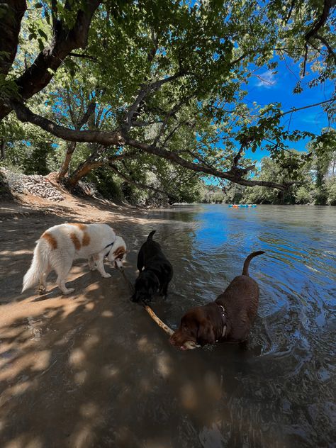 Dogs Outside, Dog Walking Business, Dog Summer, Lake Summer, Water Aesthetic, Dog Walk, Lifestyle Aesthetic, Water Dog, Summer Dog