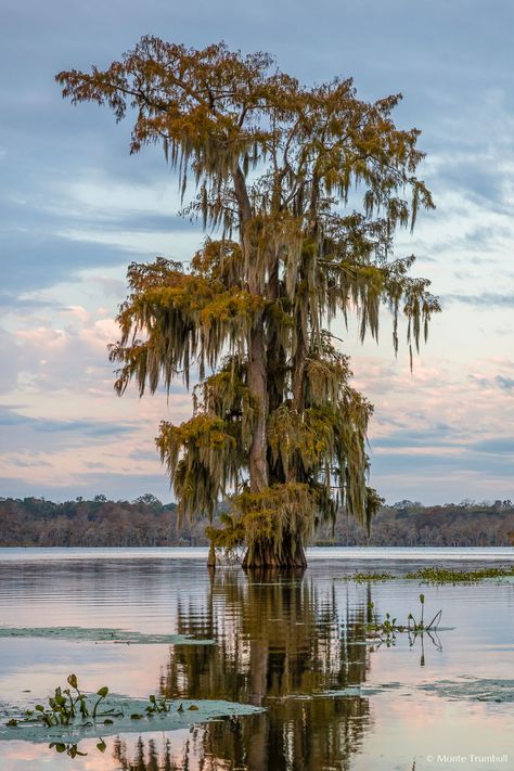 Louisiana Cypress Trees, Cypress Trees Swamp, Spanish Moss Tree Painting, Spanish Moss Tree Tattoo, Cypress Trees Painting, Tree Reference Photography, Spanish Moss Tattoo, Cypress Tree Painting, Cypress Tree Tattoo