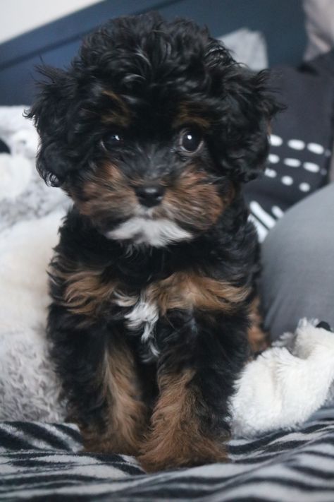 Phantom Cavapoo puppy Cavapoo Full Grown, Old Money Dog, Cava Poo, 8 Week Old Puppy, Aesthetic Farm, Black Cockapoo, Cavapoo Puppy, Cavapoo Puppies, Really Cute Dogs