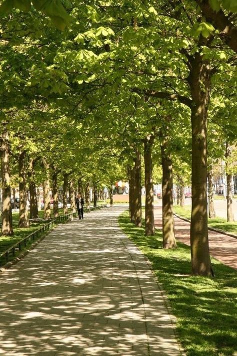 Dappled Light Photography, Rotterdam Netherlands, Street Trees, Light Garden, Dappled Light, Maputo, Garden Path, Walk In The Woods, City Design