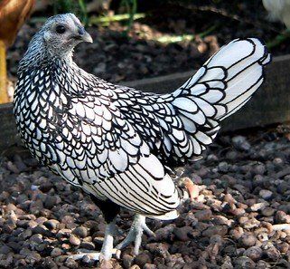 Bantam Breeds, Bantam Chicken Breeds, Bantam Chicken, Breeds Of Cows, Bantam Chickens, Fancy Chickens, Urban Chickens, Chicken Coop Plans, Goat Farming