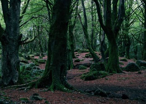 Hogwarts Forest Aesthetic, Hogwarts Forbidden Forest, The Forbidden Forest Harry Potter, Forbidden Forest Harry Potter Aesthetic, Harry Potter Spring Aesthetic, Hogwarts Forest, Slytherin Office, Harry Potter Forest, Forbidden Forest Harry Potter