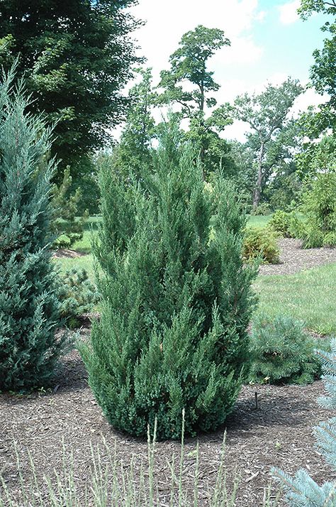 Blue Point Juniper (Juniperus chinensis 'Blue Point') at Stein's Garden & Home Blue Point Juniper, Juniperus Chinensis, Leyland Cypress, Sea Oats, Low Maintenance Shrubs, Privacy Trees, Columnar Trees, Privacy Landscaping, Blue Point