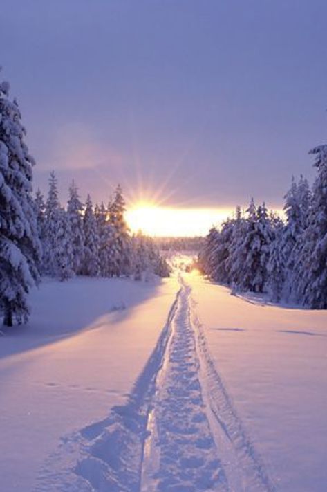 Straight line in the snow Northern Sweden, Snow Covered Trees, Winter Love, Winter Magic, Winter Scenery, Winter Beauty, Snow Scenes, Winter Pictures, Winter Wonder