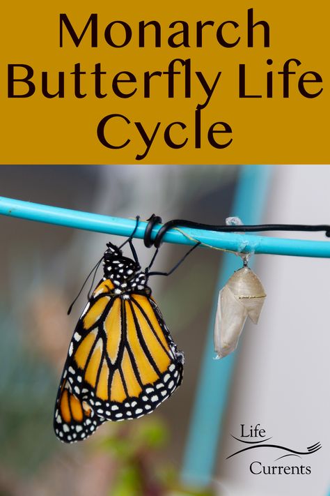 Monarch Butterfly Life Cycle - so interesting to learn all about this! Monarch Life Cycle, Butterfly Stages, Monarch Butterfly Life Cycle, Retirement Hobbies, Raising Monarch Butterflies, Butterfly Stuff, Monarch Butterfly Garden, Stages Of A Butterfly, Milkweed Plant