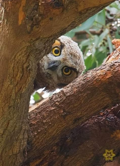 Awesome Owls, Owl Photos, Owl Eyes, Most Beautiful Birds, Owl Pictures, Beautiful Owl, Owl Bird, Funny Drawings, Silly Animals